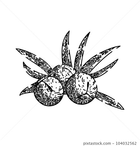 juniper berry leaf sketch hand drawn vector juniper berry leaf sketch hand drawn vector 104032562