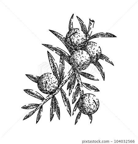 juniper berry gin sketch hand drawn vector juniper berry gin sketch hand drawn vector 104032566