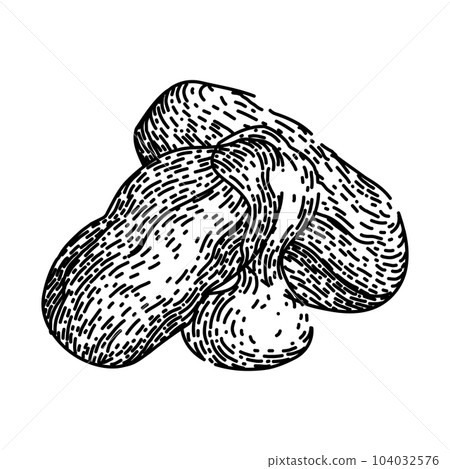 jojoba oil seed sketch hand drawn vector jojoba oil seed sketch hand drawn vector 104032576