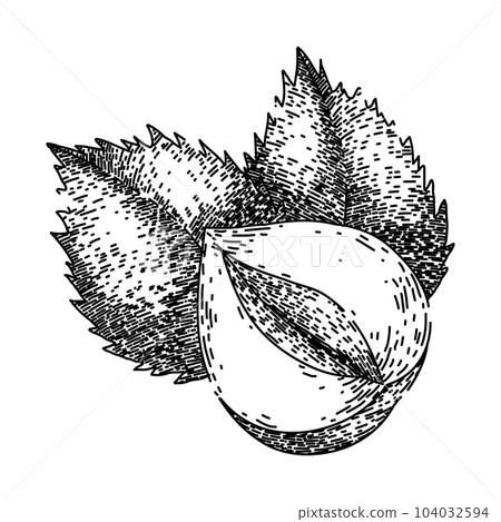 hazelnut nut leaf sketch hand drawn vector 104032594