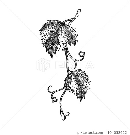 grape vine leaf sketch hand drawn vector grape vine leaf sketch hand drawn vector 104032622