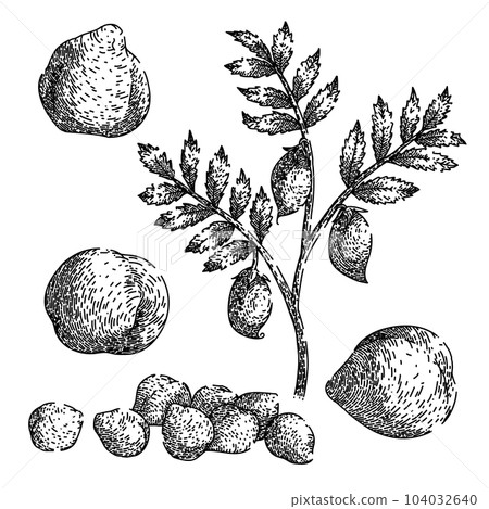 chickpea hummus set sketch hand drawn vector chickpea hummus set sketch hand drawn vector 104032640