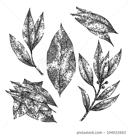 bay leaf herb set sketch hand drawn vector 104032683