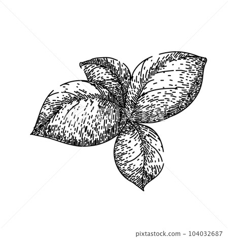 basil leaf herb spice sketch hand drawn vector basil leaf herb spice sketch hand drawn vector 104032687