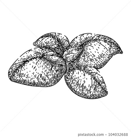 basil leaf herb fresh sketch hand drawn vector basil leaf herb fresh sketch hand drawn vector 104032688