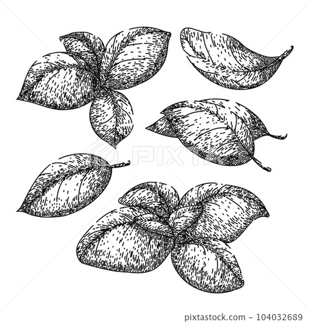 basil leaf herb set sketch hand drawn vector basil leaf herb set sketch hand drawn vector 104032689