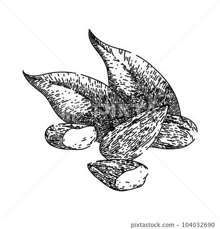 almond nut leaves sketch hand drawn vector almond nut leaves sketch hand drawn vector 104032690