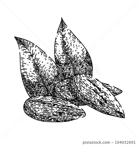 almond nut raw sketch hand drawn vector almond nut raw sketch hand drawn vector 104032691