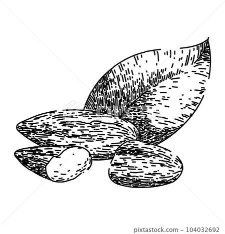 almond nut food sketch hand drawn vector almond nut food sketch hand drawn vector 104032692
