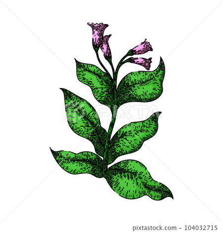 tobacco plant drawing tobacco leaf green plant sketch hand drawn vector - Stock Illustration  [104032715]