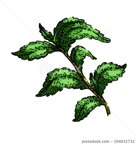 stevia leaf green sketch hand drawn vector stevia leaf green sketch hand drawn vector 104032732