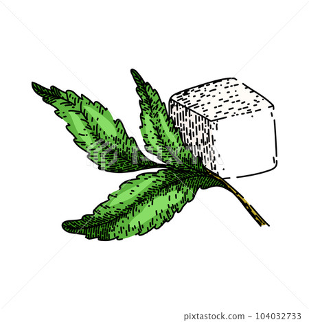 stevia food sugar sketch hand drawn vector stevia food sugar sketch hand drawn vector 104032733