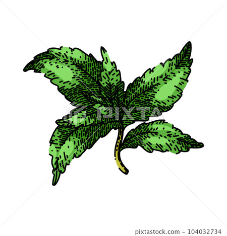 stevia leaf organic sketch hand drawn vector stevia leaf organic sketch hand drawn vector 104032734