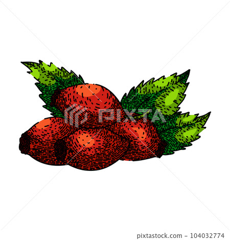 rosehip plant red sketch hand drawn vector rosehip plant red sketch hand drawn vector 104032774