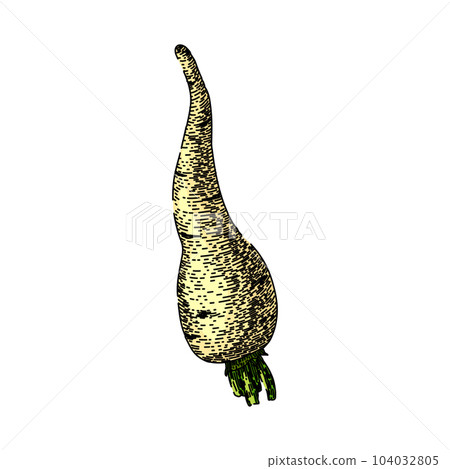 parsnip root ripe sketch hand drawn vector 104032805