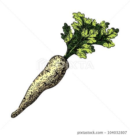 parsnip root natural sketch hand drawn vector 104032807