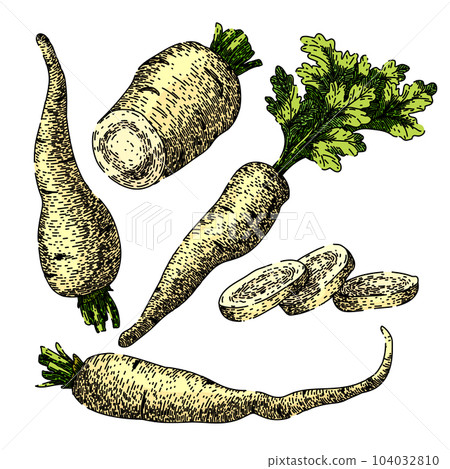parsnip white root set sketch hand drawn vector 104032810