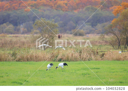 A flock of red-crowned cranes (Tsurui Village, Hokkaido) A flock of red-crowned cranes (Tsurui Village, Hokkaido) 104032828