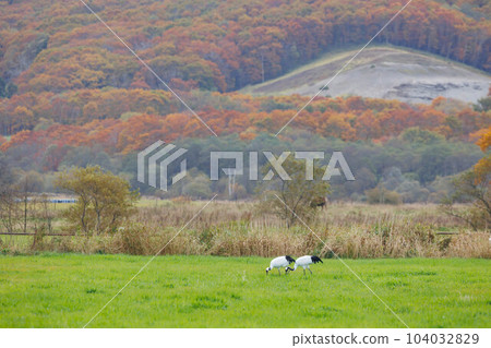 A flock of red-crowned cranes (Tsurui Village, Hokkaido) 104032829