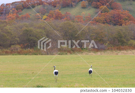 A flock of red-crowned cranes (Tsurui Village, Hokkaido) A flock of red-crowned cranes (Tsurui Village, Hokkaido) 104032830