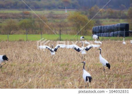 A flock of red-crowned cranes (Tsurui Village, Hokkaido) A flock of red-crowned cranes (Tsurui Village, Hokkaido) 104032831