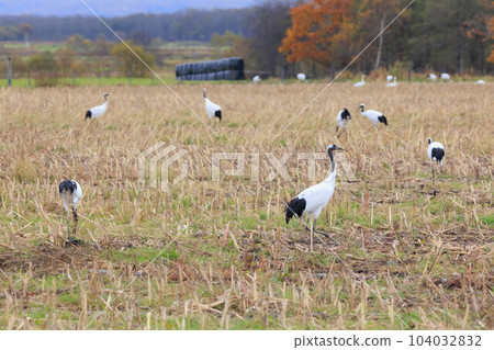 A flock of red-crowned cranes (Tsurui Village, Hokkaido) A flock of red-crowned cranes (Tsurui Village, Hokkaido) 104032832