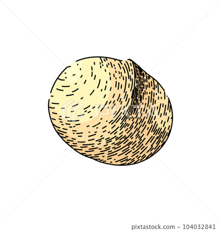 macadamia nut crack sketch hand drawn vector 104032841