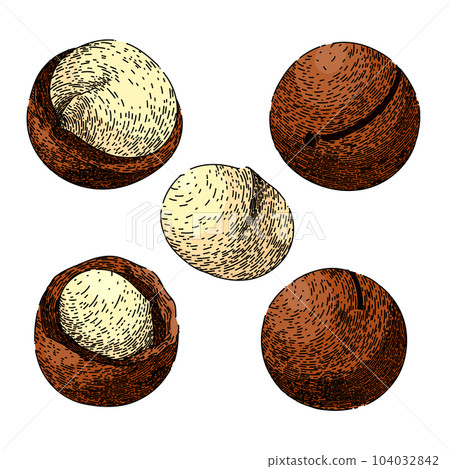 macadamia nut set sketch hand drawn vector 104032842