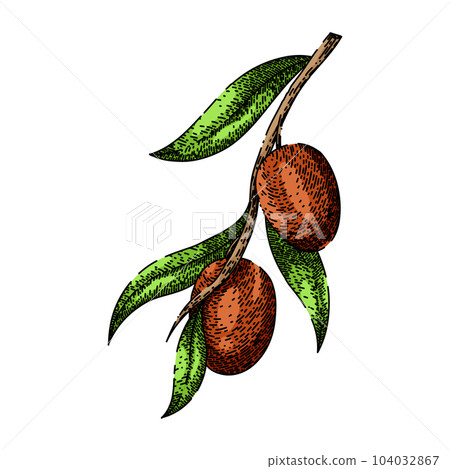 jojoba oil plant sketch hand drawn vector jojoba oil plant sketch hand drawn vector 104032867