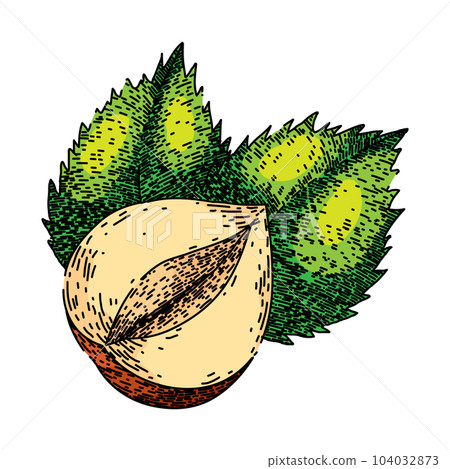 hazelnut nut leaf sketch hand drawn vector 104032873