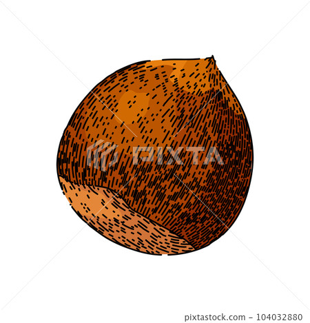 hazelnut nut food sketch hand drawn vector 104032880