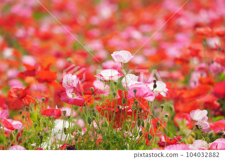 罌粟2249 罌粟2249 104032882