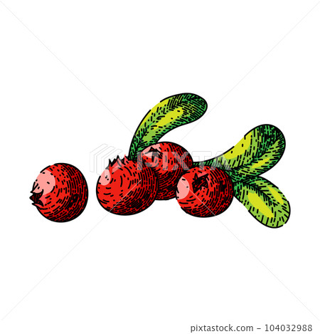 cranberry cowberry berry sketch hand drawn vector 104032988