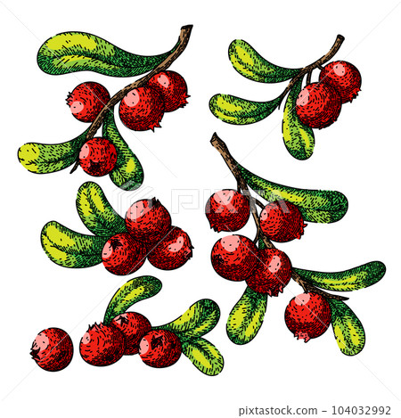cranberry cowberry set sketch hand drawn vector 104032992