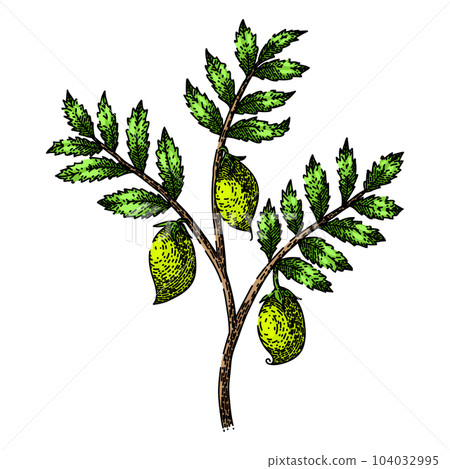 chickpea hummus plant sketch hand drawn vector 104032995
