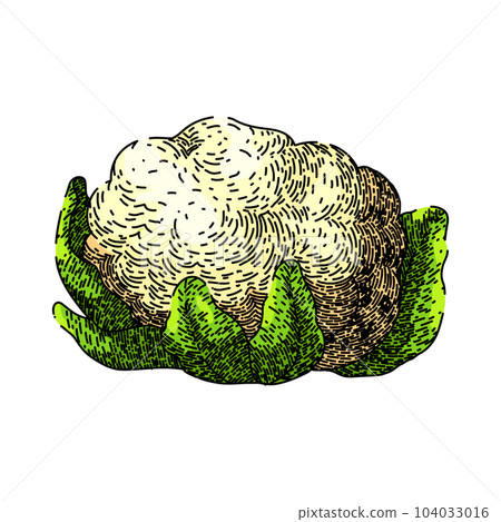 cauliflower white food sketch hand drawn vector cauliflower white food sketch hand drawn vector 104033016