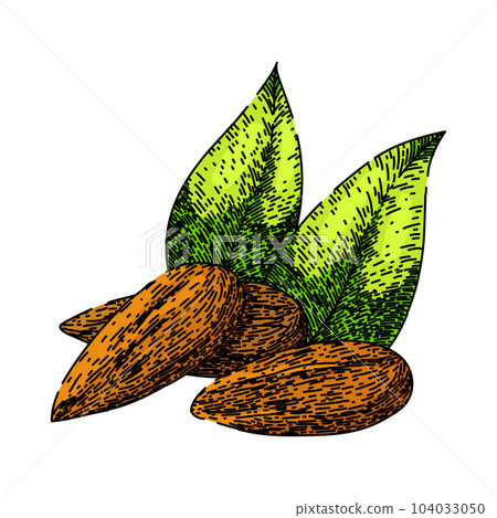 almond nut raw sketch hand drawn vector almond nut raw sketch hand drawn vector 104033050
