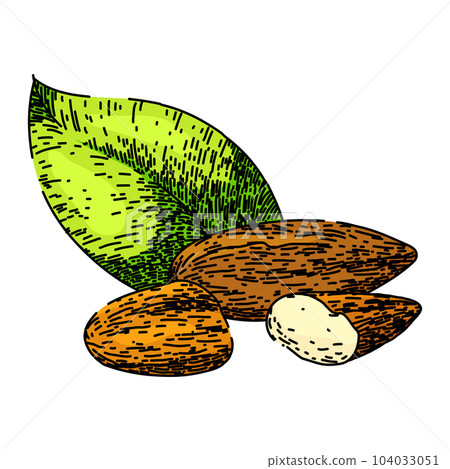 almond nut food sketch hand drawn vector almond nut food sketch hand drawn vector 104033051