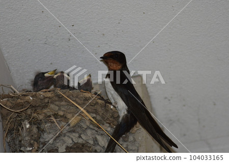 Swallow during child rearing Swallow during child rearing 104033165