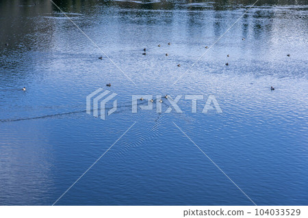 A flock of ducks on a lake reflecting the blue sky in winter 104033529