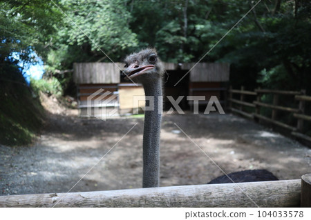 Ostrich 104033578