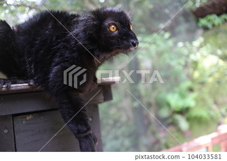 猴子 104033581
