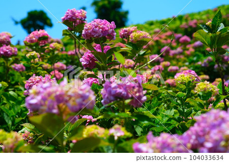 風早之裡的繡球花 風早之裡的繡球花 104033634