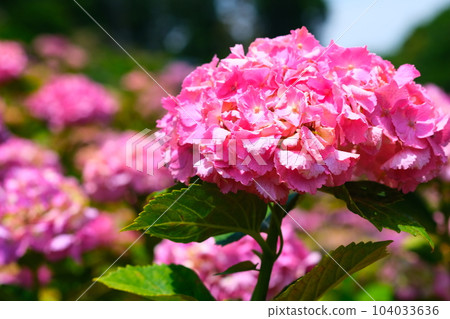 風早之裡的繡球花 風早之裡的繡球花 104033636