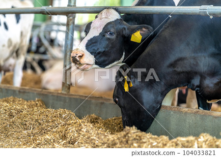 agriculture industry, feeding beefs in the farm yard 104033821