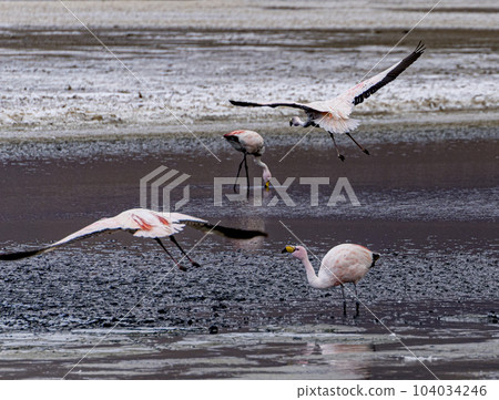 Four flamingos in the shallow part of a lake in Bolivia, two of which are about to land. Four flamingos in the shallow part of a lake in Bolivia, two of which are about to land. 104034246