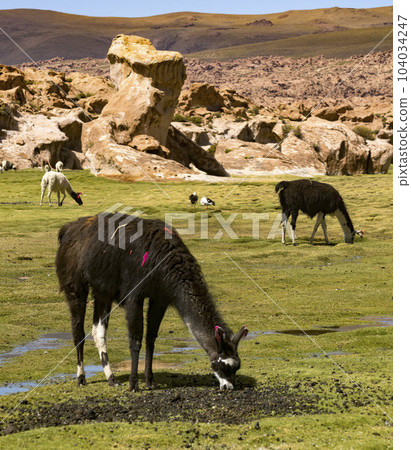 LLama in a field in the High Desert of Bolivia 104034247