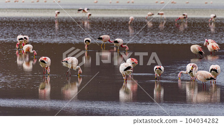 Flamingos in a shallow lake in Bolivia 104034282