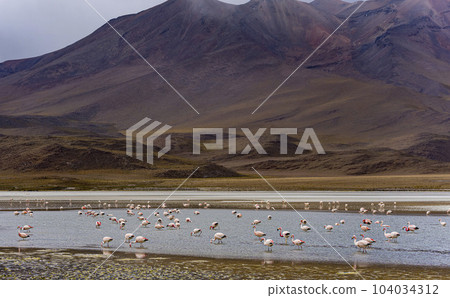 Many flamingos in a shallow lake in Bolivia, with majestic brown hills in the background 104034312