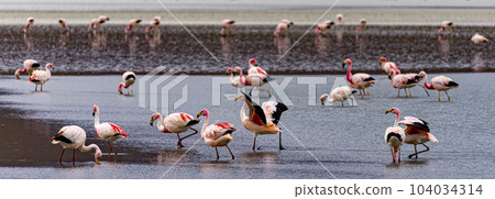 Flamingos in a shallow lake in Bolivia 104034314